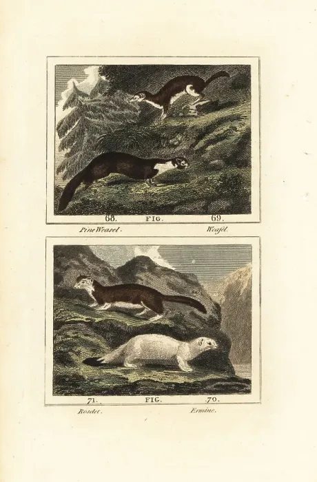 Framed Print : American marten and stoat Framed Print : American marten and stoat