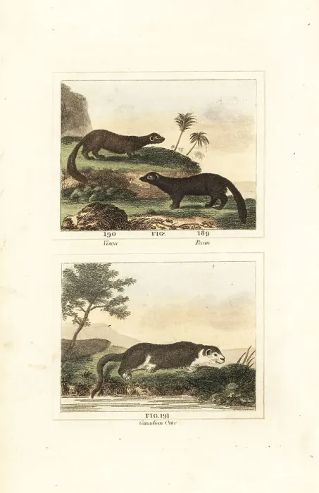 Framed Print : American mink, fisher and river otter Framed Print : American mink, fisher and river otter