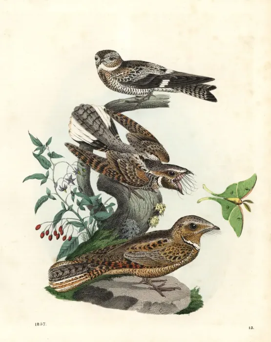 Framed Print : American nighthawk, eastern whip-poor-will Framed Print : American nighthawk, eastern whip-poor-will