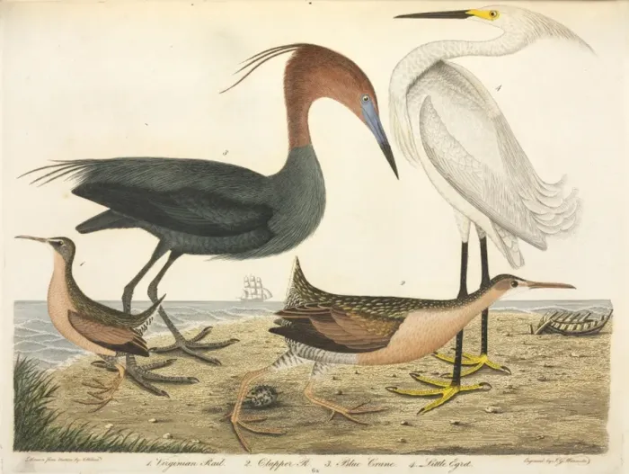Framed Print : American Ornithology by Alexander Wilson, 1824 Framed Print : American Ornithology by Alexander Wilson, 1824