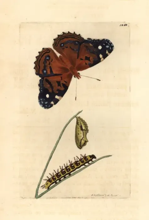 Framed Print : American painted lady, Vanessa virginiensis Framed Print : American painted lady, Vanessa virginiensis