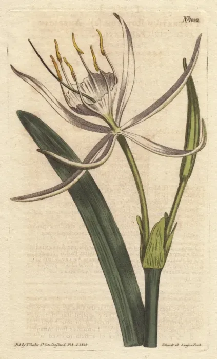 Framed Print : American pancratium with white fragrant flowers Framed Print : American pancratium with white fragrant flowers