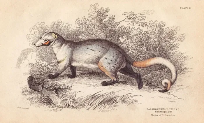 Framed Print : American paradoxure, Paradoxurus dubius Framed Print : American paradoxure, Paradoxurus dubius