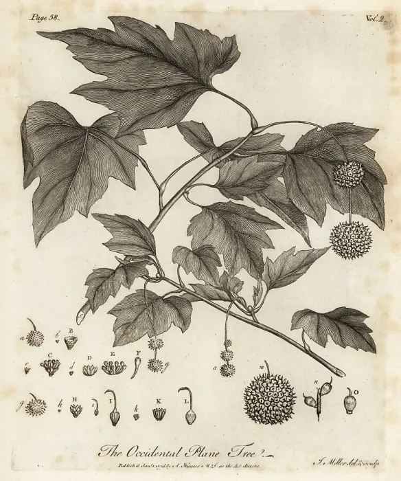 Framed Print : American planetree, Platanus occidentalis Framed Print : American planetree, Platanus occidentalis