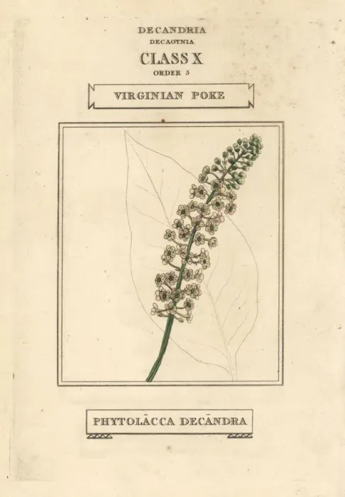 Framed Print : American pokeweed, Phytolacca americana Framed Print : American pokeweed, Phytolacca americana