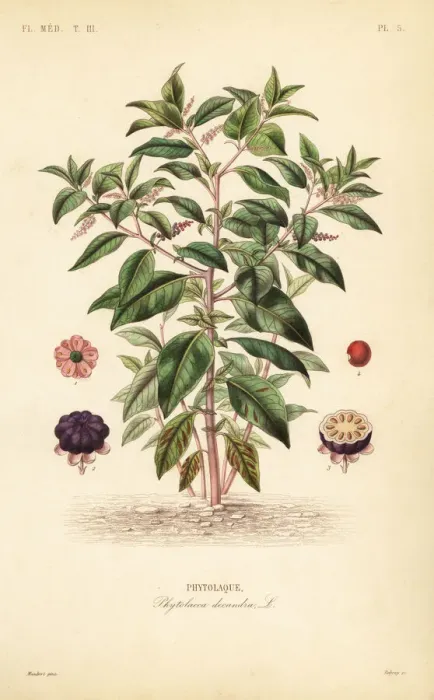 Framed Print : American pokeweed, Phytolacca americana Framed Print : American pokeweed, Phytolacca americana