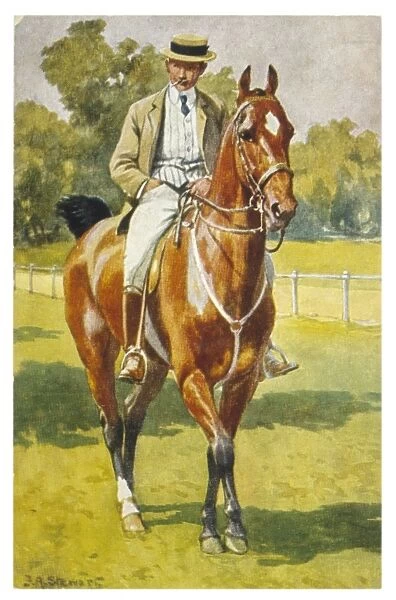 American Saddle Horse