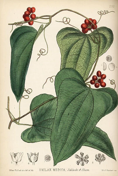 American sarsaparilla, Smilax aristolochiifolia