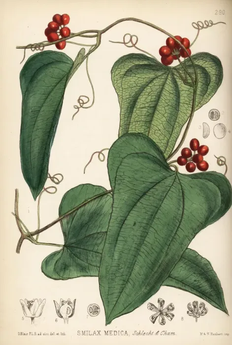 Framed Print : American sarsaparilla, Smilax aristolochiifolia Framed Print : American sarsaparilla, Smilax aristolochiifolia