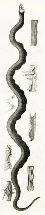 Framed Print : AMERICAN SEA SERPENT Framed Print : AMERICAN SEA SERPENT