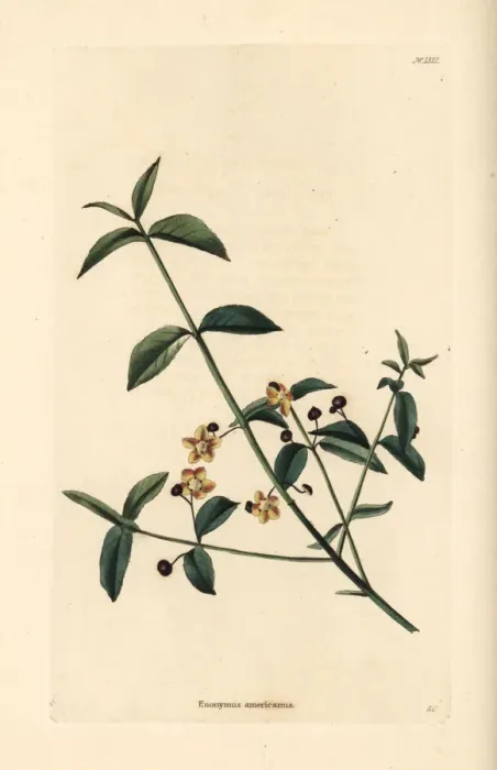 Framed Print : American strawberry bush, Euonymus americanus Framed Print : American strawberry bush, Euonymus americanus