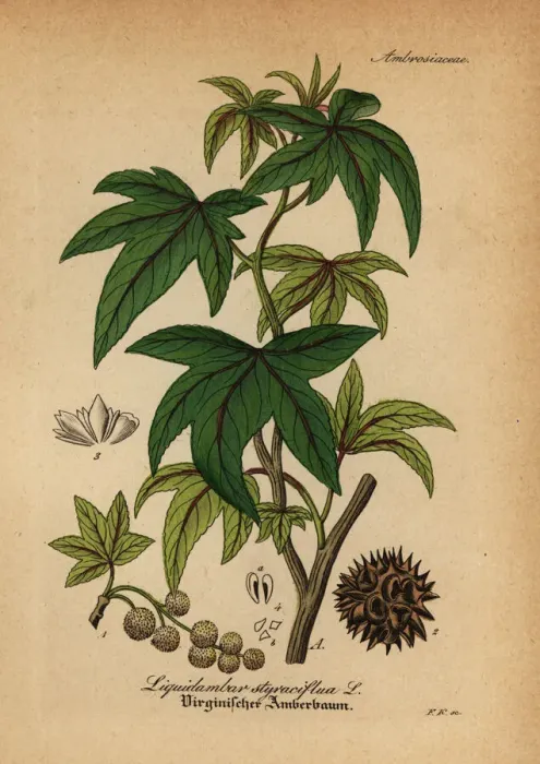 Framed Print : American sweetgum, Liquidambar styraciflua Framed Print : American sweetgum, Liquidambar styraciflua