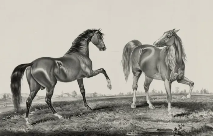 Framed Print : American trotting stud: Ethan Allen, Pocahontas Framed Print : American trotting stud: Ethan Allen, Pocahontas