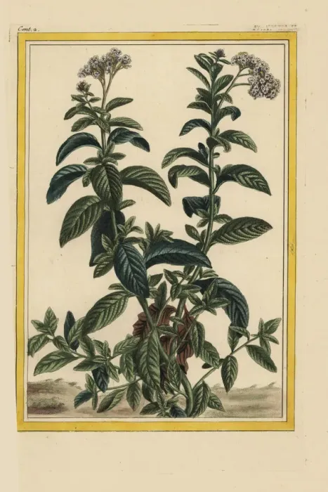 Framed Print : American turnsole, Heliotropium species Framed Print : American turnsole, Heliotropium species