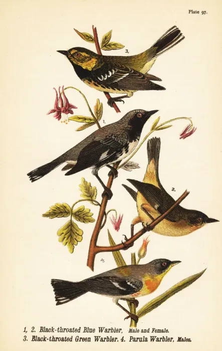 Framed Print : American warblers Framed Print : American warblers