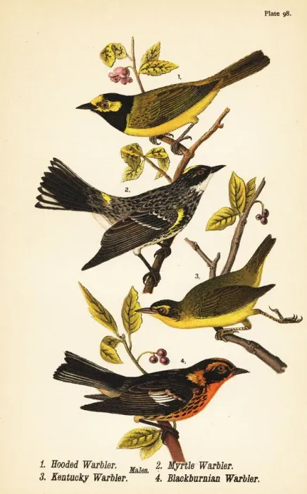 Framed Print : American warblers Framed Print : American warblers