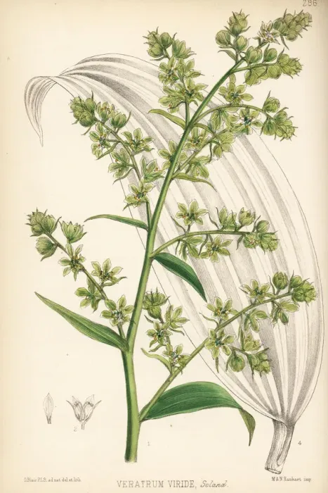Framed Print : American white hellebore or Indian poke, Veratrum viride Framed Print : American white hellebore or Indian poke, Veratrum viride