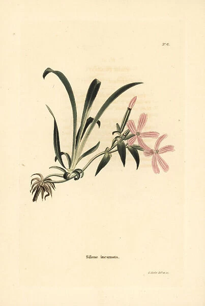 American wild pink, Silene caroliniana subsp. pensylvanica