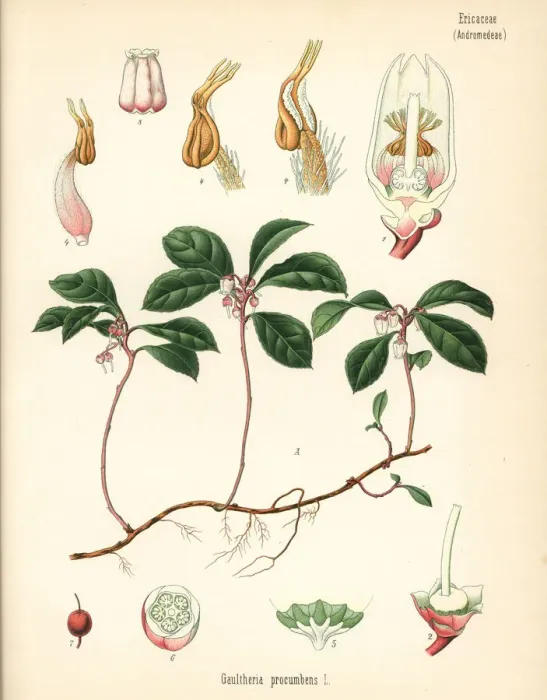Framed Print : American wintergreen, Gaultheria procumbens Framed Print : American wintergreen, Gaultheria procumbens