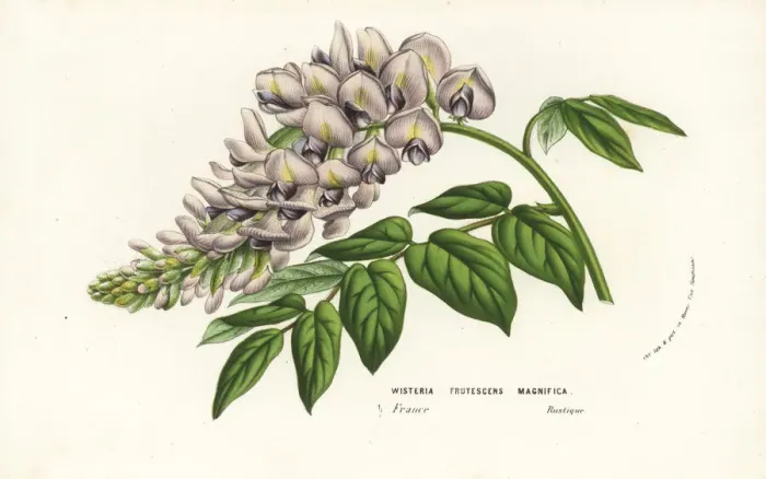 Framed Print : American wisteria cultivar, Wisteria frutescens magnifica Framed Print : American wisteria cultivar, Wisteria frutescens magnifica
