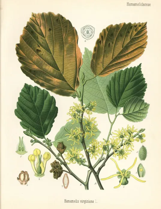 Framed Print : American witch-hazel, Hamamelis virginiana Framed Print : American witch-hazel, Hamamelis virginiana