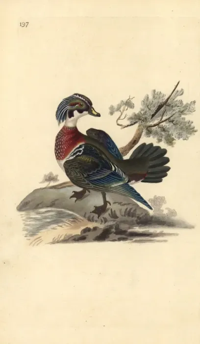 Framed Print : American wood duck, Aix sponsa Framed Print : American wood duck, Aix sponsa