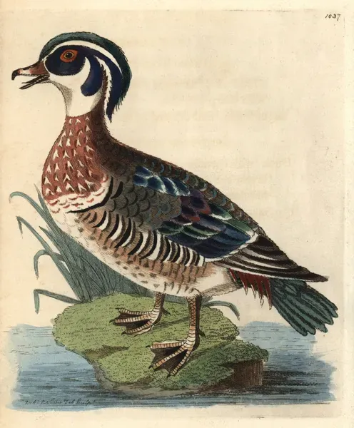 American Wood Duck Print, 1812. Art Prints, Posters & Puzzles from