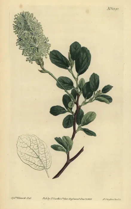 Framed Print : American wych hazel, Fothergilla gardenii Framed Print : American wych hazel, Fothergilla gardenii