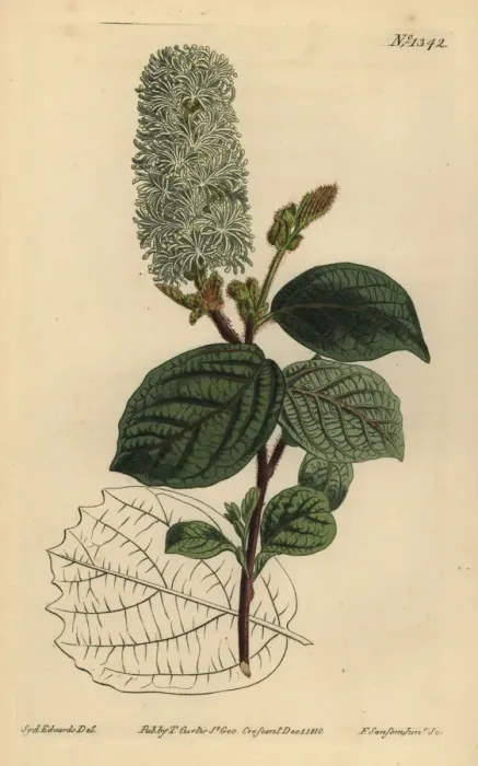 Framed Print : American wych hazel, Fothergilla gardenii Framed Print : American wych hazel, Fothergilla gardenii