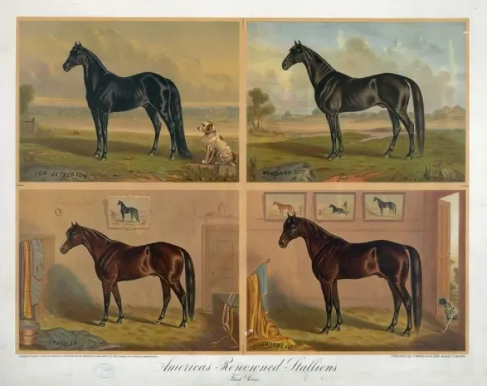 Framed Print : Americas renowned stallions Framed Print : Americas renowned stallions