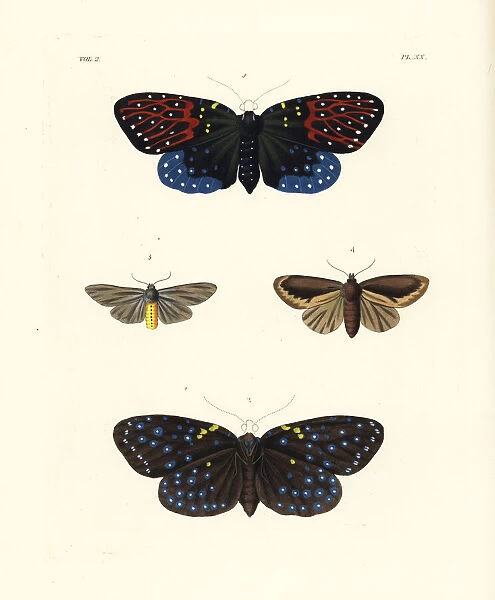 Amesia sanguiflua and milkweed tiger moth