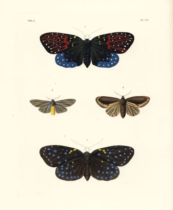 Framed Print : Amesia sanguiflua and milkweed tiger moth Framed Print : Amesia sanguiflua and milkweed tiger moth