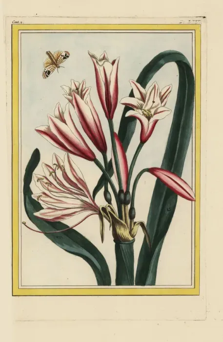 Framed Print : Ammocharis longifolia or Cybistetes longifolia Framed Print : Ammocharis longifolia or Cybistetes longifolia