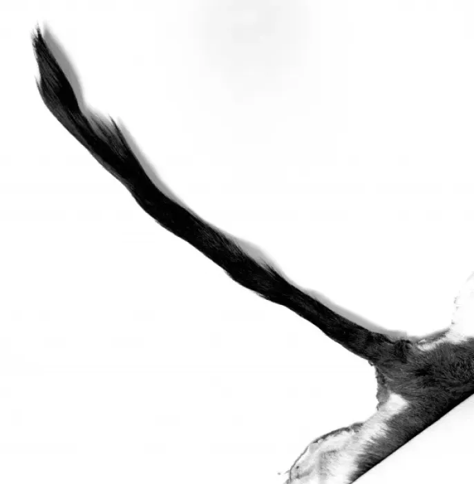 Framed Print : Ammodorcas clarkei, Clarks gazelle Framed Print : Ammodorcas clarkei, Clarks gazelle