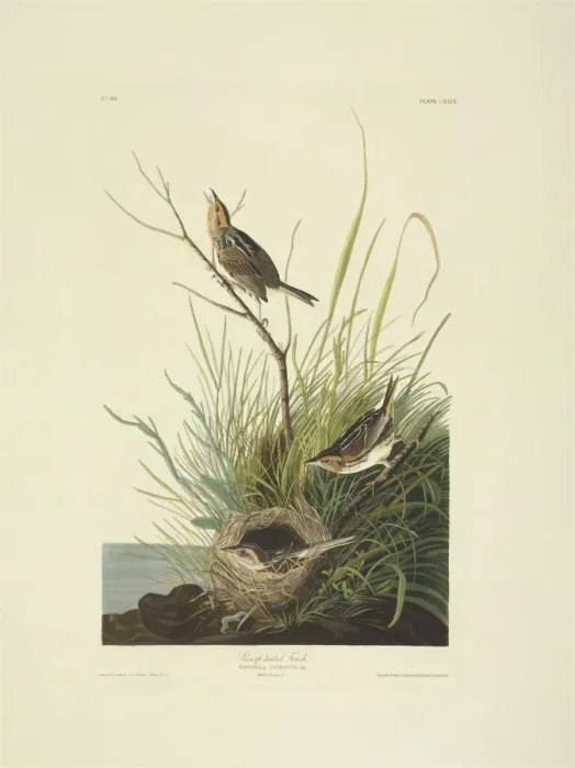 Framed Print : Ammodramus caudacutus, saltmarsh sharp-tailed sparrow Framed Print : Ammodramus caudacutus, saltmarsh sharp-tailed sparrow