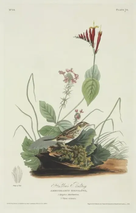 Framed Print : Ammodramus henslowii, Henslows sparrow Framed Print : Ammodramus henslowii, Henslows sparrow