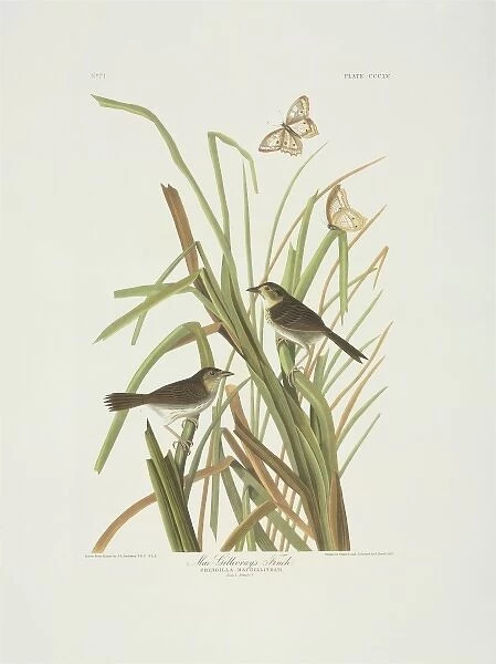 Ammodramus maritimus, seaside sparrow
