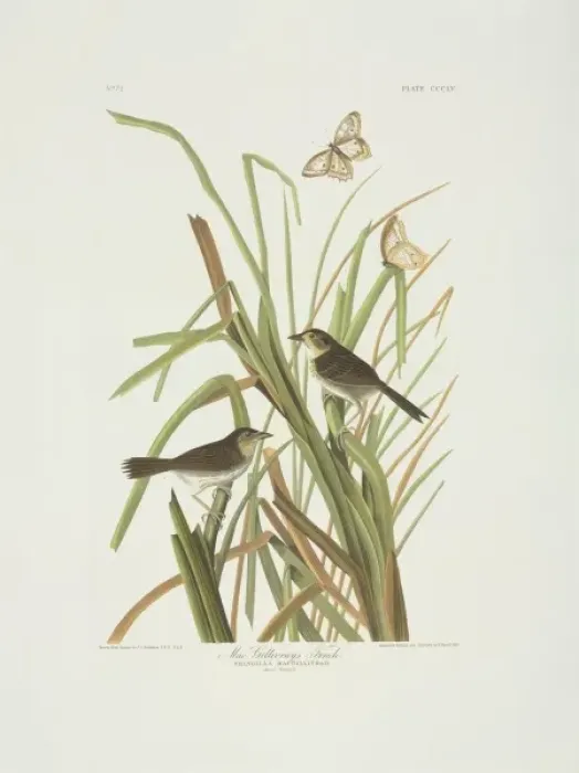 Framed Print : Ammodramus maritimus, seaside sparrow Framed Print : Ammodramus maritimus, seaside sparrow