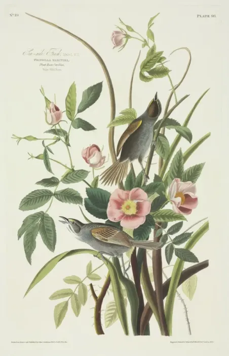 Framed Print : Ammodramus maritimus, seaside sparrow Framed Print : Ammodramus maritimus, seaside sparrow