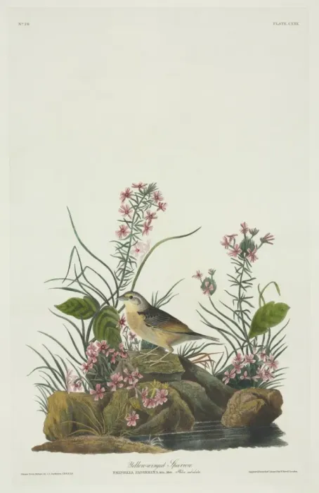 Framed Print : Ammodramus savannarum, grasshopper sparrow Framed Print : Ammodramus savannarum, grasshopper sparrow
