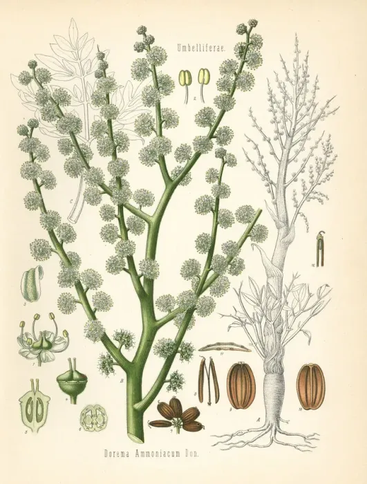 Framed Print : Ammoniacum or gum ammoniac, Dorema ammoniacum Framed Print : Ammoniacum or gum ammoniac, Dorema ammoniacum