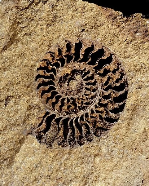 Ammonite internal cast