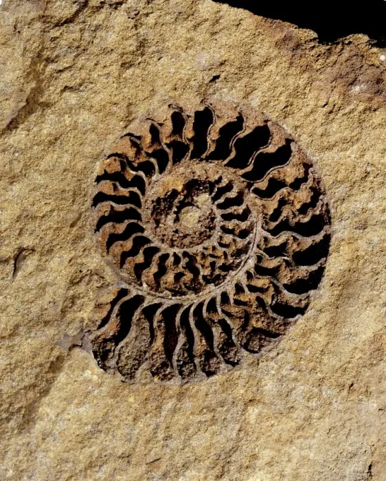 Framed Print : Ammonite internal cast Framed Print : Ammonite internal cast