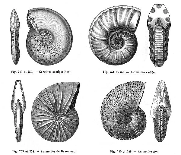Ammonites. Four fossils: ammonities(including a Beaumont ammonite) and a ceratite