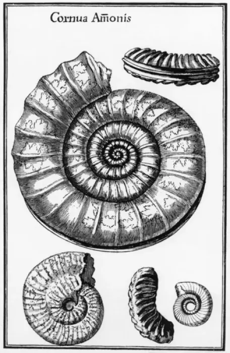 Framed Print : Ammonites: fossilized cephalopods Framed Print : Ammonites: fossilized cephalopods