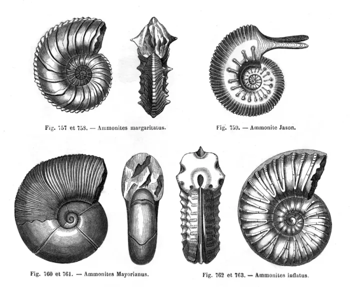 Framed Print : Four ammonites Framed Print : Four ammonites