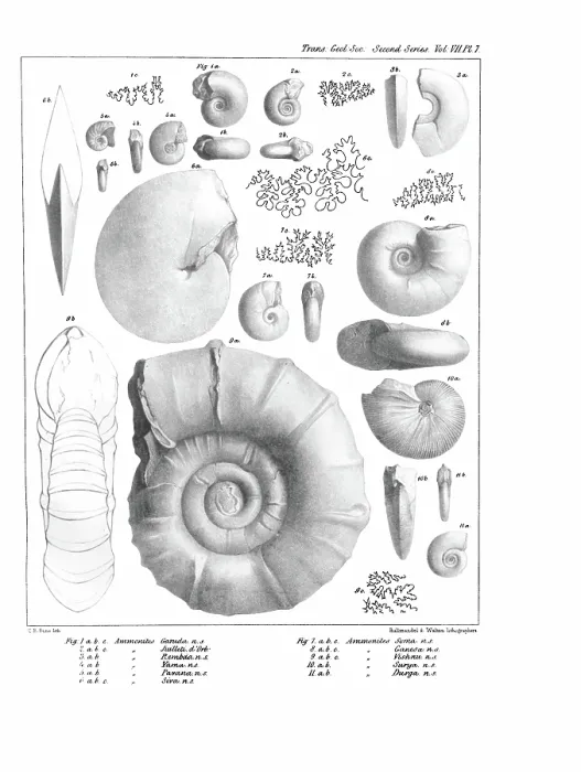 Framed Print : Ammonites, by C R Bone, printed by Hullmandel and Walton Framed Print : Ammonites, by C R Bone, printed by Hullmandel and Walton