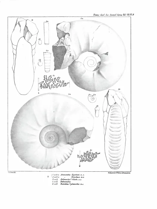 Framed Print : Ammonites, by C R Bone, printed by Hullmandel and Walton Framed Print : Ammonites, by C R Bone, printed by Hullmandel and Walton