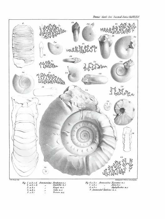 Framed Print : Ammonites, by C R Bone, printed by Hullmandel and Walton Framed Print : Ammonites, by C R Bone, printed by Hullmandel and Walton
