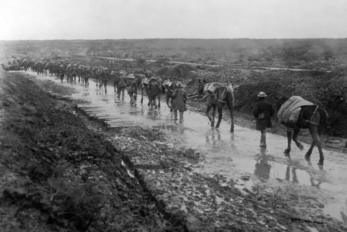 Framed Print : Ammunition on pack mules, Western Front, France, WW1 Framed Print : Ammunition on pack mules, Western Front, France, WW1